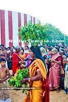 Day12-Nallur Kandaswamy Kovil Festival 2013 (17)
