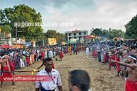 Nallur Kandaswamy Kovil Saparam festival 2012 (14)