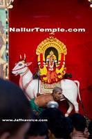 Nallur Kandaswamy Kovil Saparam festival 2013 (14)