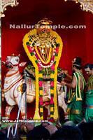 Nallur Kandaswamy Kovil Saparam festival 2013 (15)