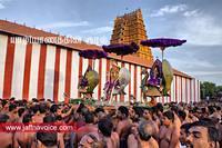 nallur kandaswamy temple festival 2012 day19 (14)