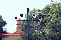 Nallur-kandaswamy-temple-2012-Day22 (6)